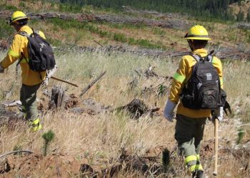Empresas forestales capacitan más de 4.500 personas para combatir incendios