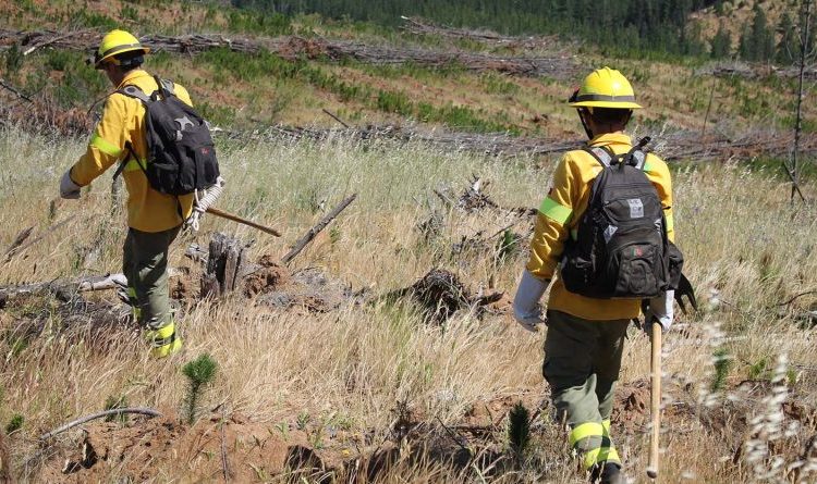Empresas forestales capacitan más de 4.500 personas para combatir incendios