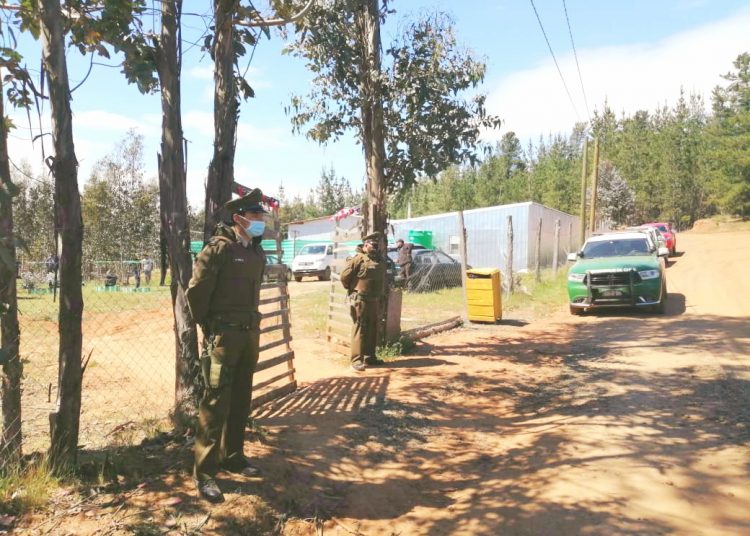 38 personas que participaban en peleas clandestinas de gallos fueron detenidas en Ninhue