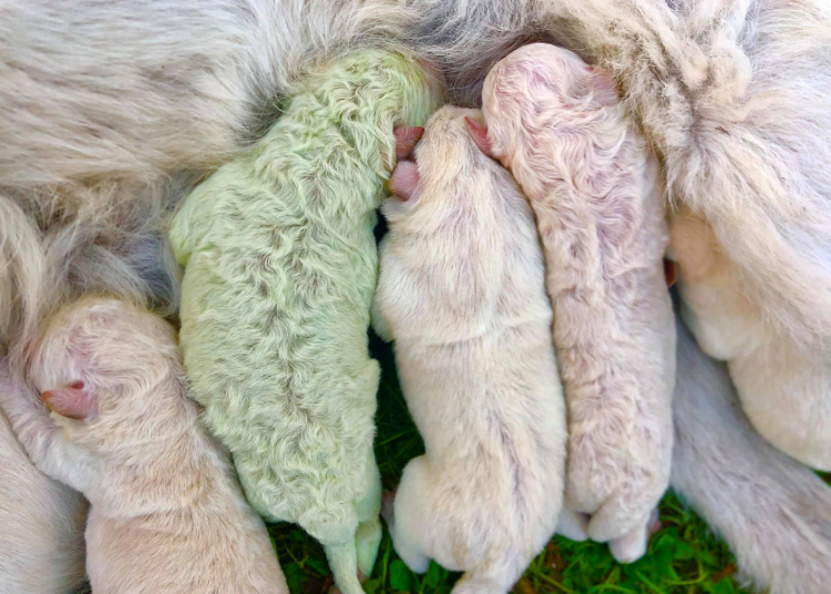 ¡Hola ‘Pistacho’! Conoce al adorable perro verde que nació en Italia