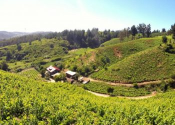 Desde Quirihue lanzan distintivo de origen en vinos de autor