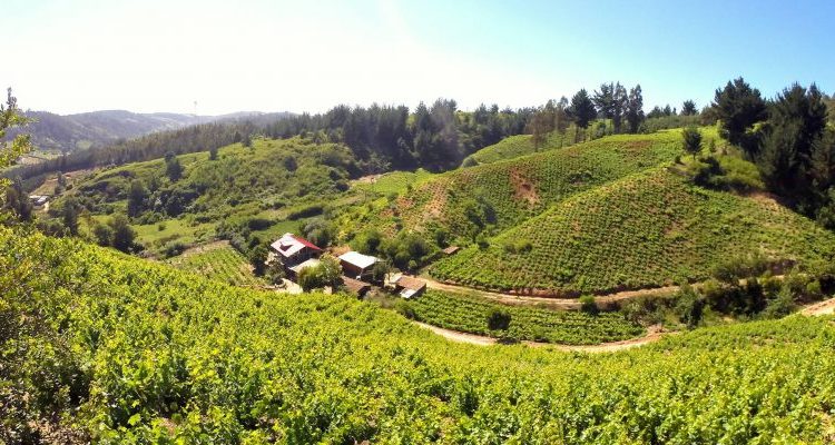 Desde Quirihue lanzan distintivo de origen en vinos de autor