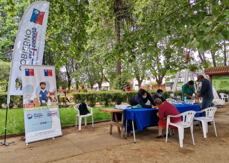 Seis nuevos operativos veterinarios tendrá Diguillín en lo que resta de noviembre