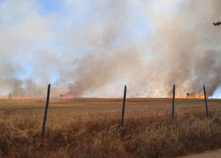 Incendio en cultivo de trigo amenaza viviendas en sector rural de Ninhue