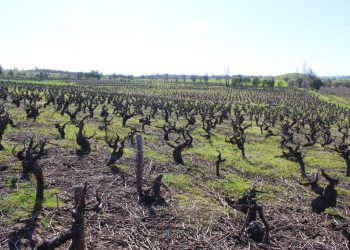En región de Ñuble se concentra el 7.5% de las vides plantadas en todo el país