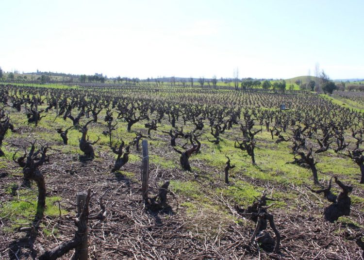 En región de Ñuble se concentra el 7.5% de las vides plantadas en todo el país