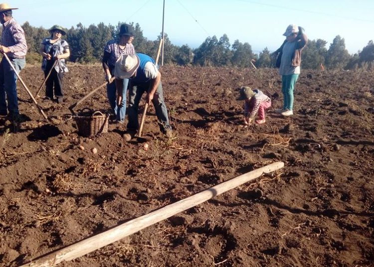 Casi un centenar de permisos agrícolas ha tramitado el municipio de Cobquecura
