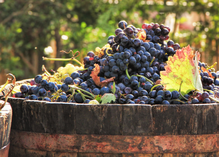 Programa Market Ready Enoturismo beneficiará a empresarios vitivinícolas de Ñuble