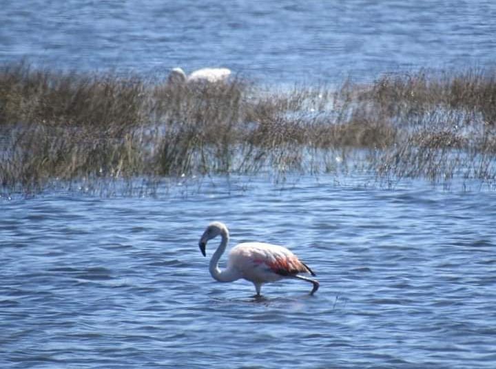 Acogen a trámite solicitud de declarar humedal urbano “Río Taucú” en Cobquecura