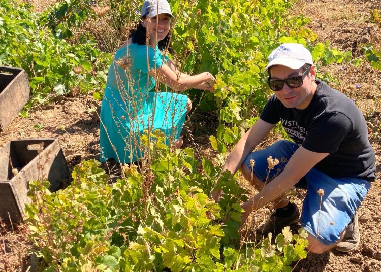 Se reactivan fiestas de la vendimia en la región de Ñuble
