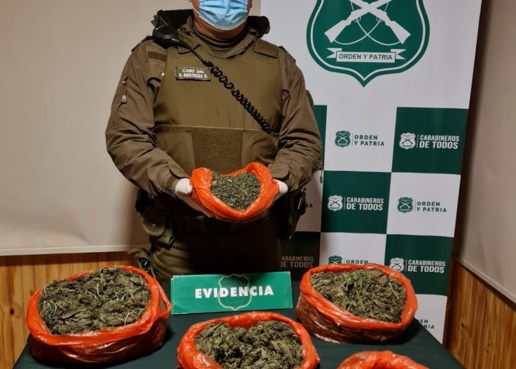 Carabineros y canes detectores del OS7 Ñuble lograron incautar más de 9 mil dosis de droga en control carretero en Pemuco