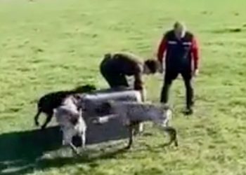 Graban a funcionario del SAG entregando a zorro para que perros lo devoren en Villarrica