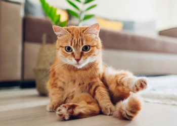 Valora a tu michi: 8 beneficios de tener un gato