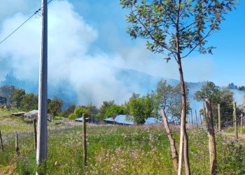 Incendio de pastizales moviliza a bomberos de Quirihue y Ninhue
