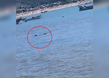 Pescadores de Dichato alertaron a la Armada por presencia de tiburón en zona costera