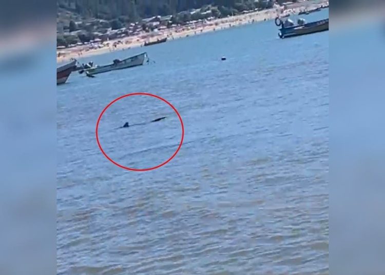 Pescadores de Dichato alertaron a la Armada por presencia de tiburón en zona costera