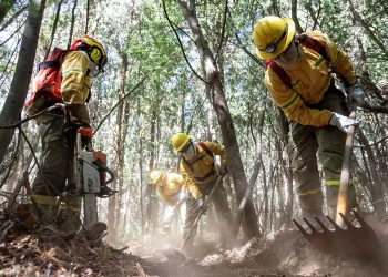 Corma: Empresas forestales despliegan 60 aeronaves y 3.300 brigadistas para combate de incendios