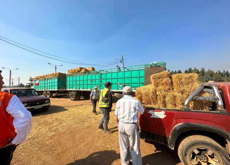 INDAP entrega primera ayuda en Quirihue para alimentación animal y apícola tras incendios
