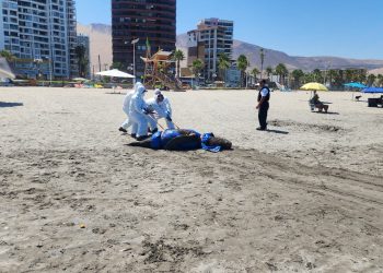 SERNAPESCA entrega reporte de 700 animales marinos varados muertos por situación de Influenza Aviar