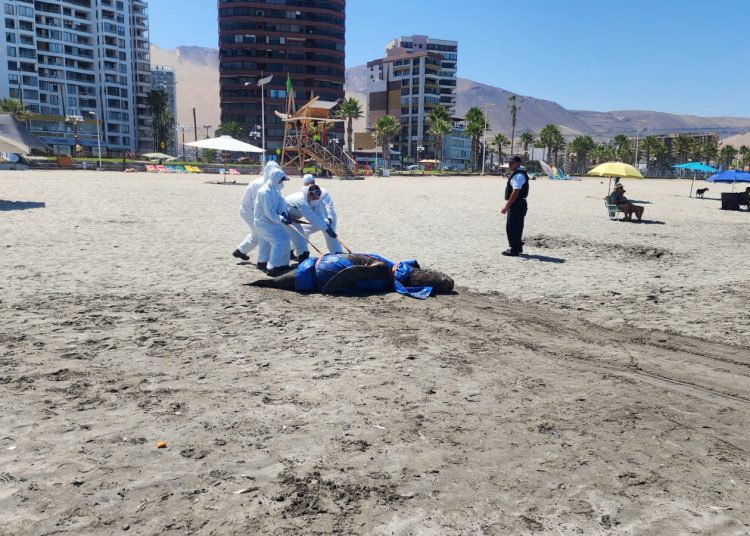 SERNAPESCA entrega reporte de 700 animales marinos varados muertos por situación de Influenza Aviar