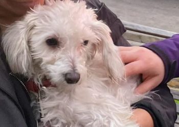 Maltrato animal en Ñuñoa: hombre quedó detenido por mantener a perrita en estado de desnutrición