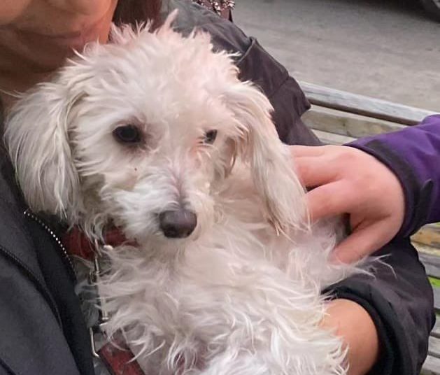 Maltrato animal en Ñuñoa: hombre quedó detenido por mantener a perrita en estado de desnutrición