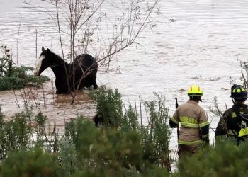 Madre muere tras intentar cruzar río a caballo para ir a dejar a su hijo al colegio en Alto Bío Bío