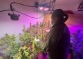 Carabineros del OS7 detuvo en Chillán a sujetos que mantenían cultivo de 92 plantas de cannabis en su domicilio