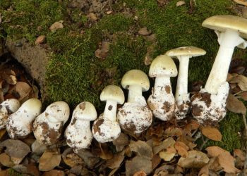 Trasladan a Concepción a dos de los pacientes en riesgo vital tras comer hongos venenosos en Lumaco