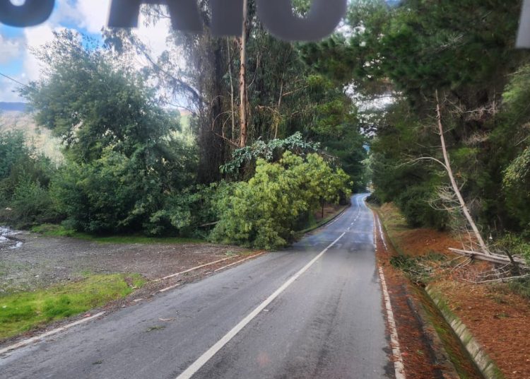 Bomberos Cobquecura despejó ruta a Quirihue por árbol caído