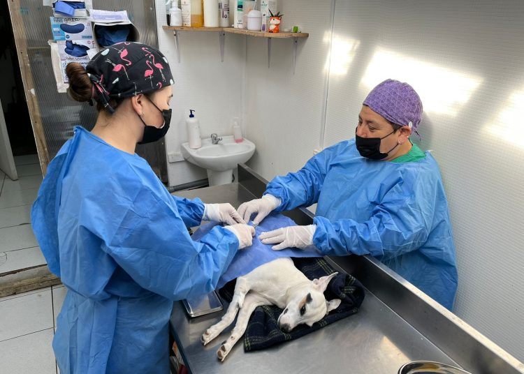 Más de 300 mascotas se han esterilizado con programa municipal en Cobquecura