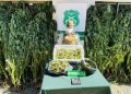 OS7 de Carabineros Ñuble incauta plantas de cannabis en Pemuco: Se cultivaban en un invernadero