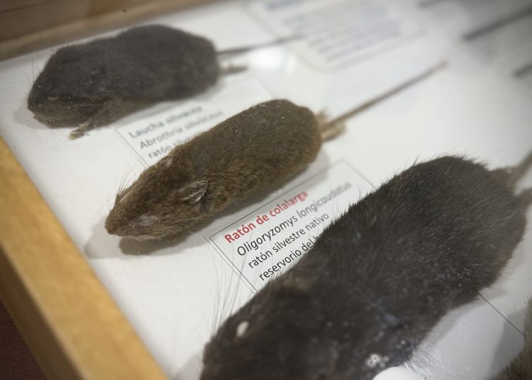 Instituto de Salud Pública confirma fallecimiento de vecino de Trehuaco por contagio de Hantavirus