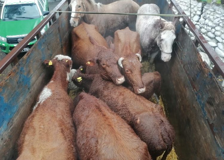 Carabineros detuvo en San Fabián a sujetos que trasladaban animales sin acreditación