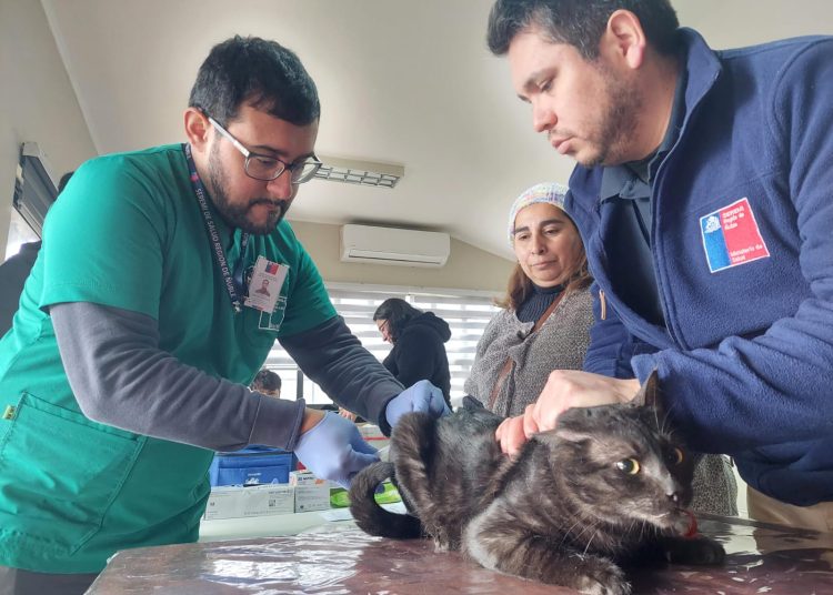 Seremi de Salud realiza vacunación antirrábica en Chillán Viejo