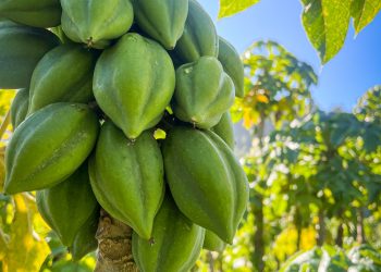 Cobquecura e INIA organizan seminario sobre desafíos agronómicos del papayo