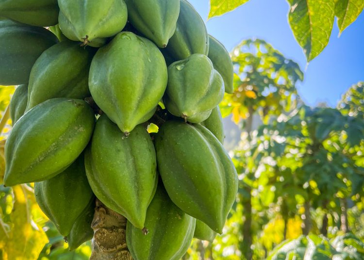Cobquecura e INIA organizan seminario sobre desafíos agronómicos del papayo