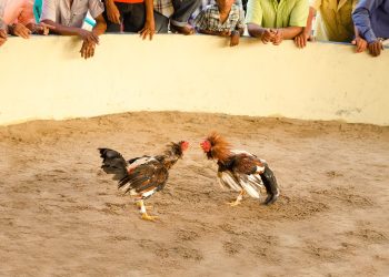 Fiscalía formaliza por maltrato animal a dos imputados que participaron en peleas de gallos en San Carlos