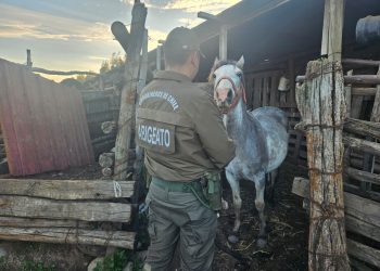 Carabineros detuvo a sujeto por abigeato en San Carlos y recuperó animales robados en julio pasado