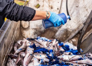 En Trehuaco decomisan 1700 kilos de merluza sin origen definido