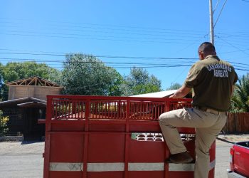 En feria ganadera de Bulnes Carabineros detuvo a sujeto que comercializaba caballar de forma ilegal