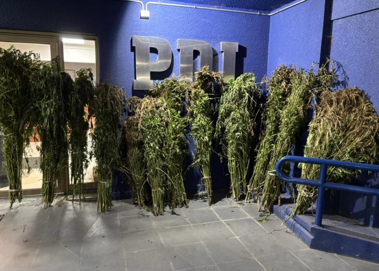 PDI Ñuble incauta 332 matas de cannabis sativa en lugar de difícil acceso
