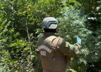 Carabineros del OS7 Ñuble detuvo a 3 sujetos por microtráfico de drogas y cultivo ilegal en El Carmen
