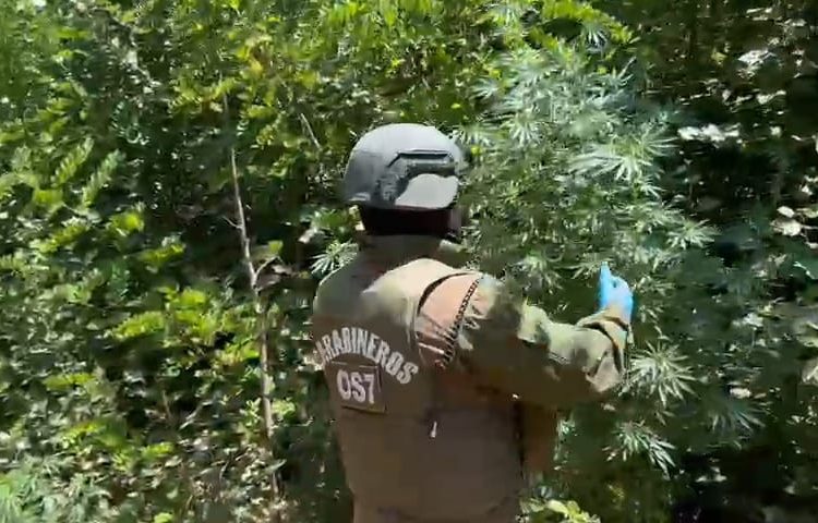 Carabineros del OS7 Ñuble detuvo a 3 sujetos por microtráfico de drogas y cultivo ilegal en El Carmen