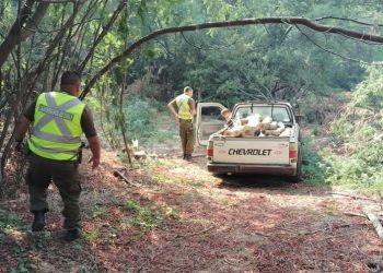 Carabineros fiscaliza faena forestal que tenía prohibición en Ránquil