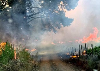 3 incendios permanecen activos en Ñuble: Van más de 6.100 hectáreas quemadas