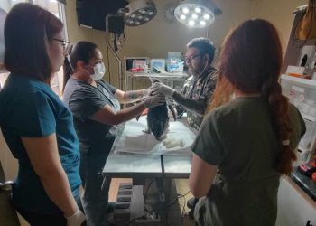 Sernapesca hace un llamado a cuidar la fauna marina protegida en costa de Itata