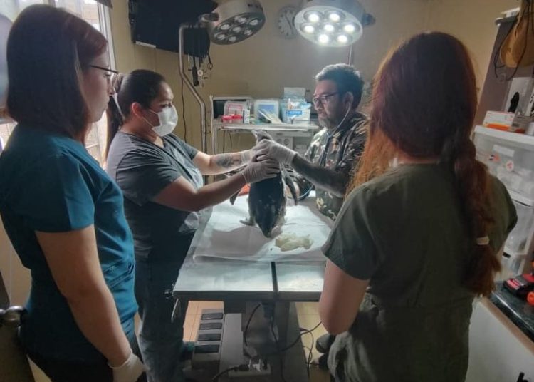 Sernapesca hace un llamado a cuidar la fauna marina protegida en costa de Itata