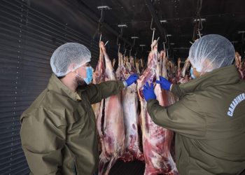 Carabineros detiene a dos personas por abigeato y falsificación de instrumento público en Chillán