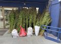 Incautan 310 plantas y más de 46 kilos de cannabis en cultivo ilegal en predio forestal de Cobquecura